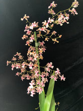 Lade das Bild in den Galerie-Viewer, Oncidium Rosy Sunset – stark duftend – blühend
