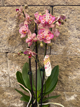 Lade das Bild in den Galerie-Viewer, Phal. Limited No 1638 mutace 2 eyes
