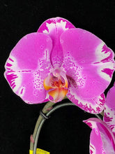 Lade das Bild in den Galerie-Viewer, Phalaenopsis Fontano Swarovski Nr. 9
