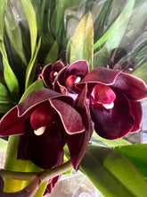 Lade das Bild in den Galerie-Viewer, 3 Cymbidium Black bundle
