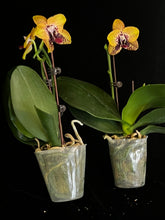 Načíst obrázek do prohlížeče Galerie, Phal. Zheng Min Smaragdine
