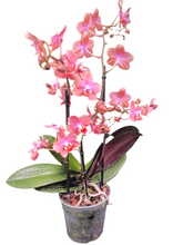 Lade das Bild in den Galerie-Viewer, Phalaenopsis mtf Odorion Parfüm {Süß duftend} Rabatt
