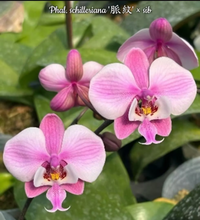 Načíst obrázek do prohlížeče Galerie, Phalaenopsis.schilleriana ‘stripe’ x
