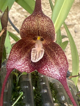 Lade das Bild in den Galerie-Viewer, Dracula - Affenorchidee

