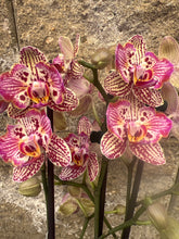 Lade das Bild in den Galerie-Viewer, Phal. Limited No 1638 mutace 2 eyes
