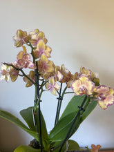 Načíst obrázek do prohlížeče Galerie, Phalaenopsis mtf. Limpopo
