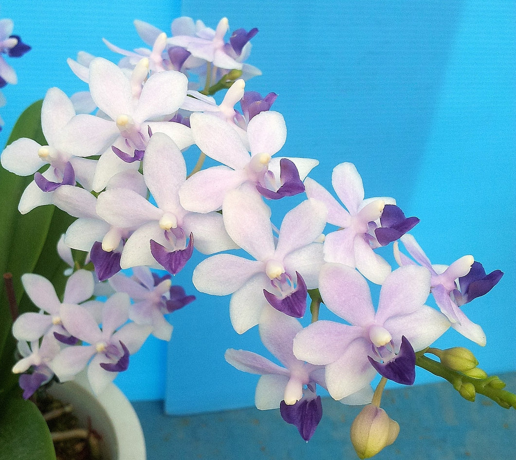 Tzu Chiang Sapphire blue ---