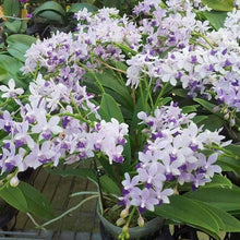 Načíst obrázek do prohlížeče Galerie, Tzu Chiang Sapphire blue ---
