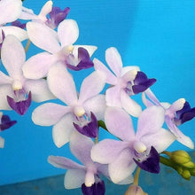 Načíst obrázek do prohlížeče Galerie, Tzu Chiang Sapphire blue ---
