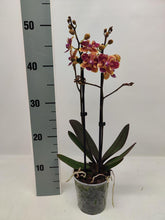 Načíst obrázek do prohlížeče Galerie, Phalaenopsis mtf. Sogo Yellowtris - peloric
