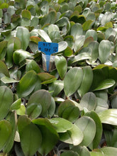 Načíst obrázek do prohlížeče Galerie, Phal.Kennech Schubert  {PF-6255}
