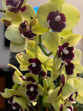 Lade das Bild in den Galerie-Viewer, Phalaenopsis Limited G25
