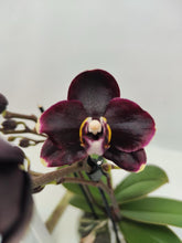 Načíst obrázek do prohlížeče Galerie, Phalaenopsis Mtf. Hsin Black Limited

