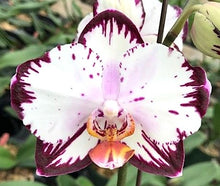 Načíst obrázek do prohlížeče Galerie, Phal. Ever Spring Prince-Dancing Girl 9327
