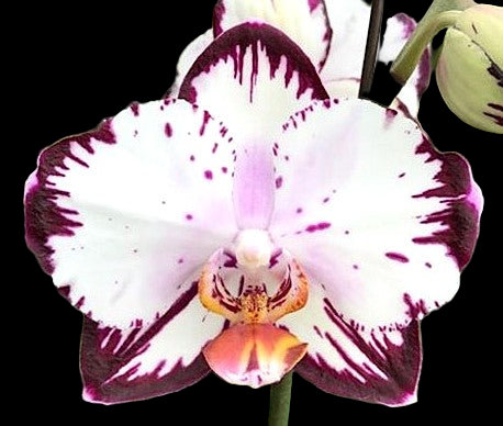 Phal. Ever Spring Prince-Dancing Girl 9327