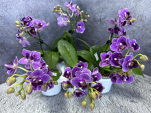 Lade das Bild in den Galerie-Viewer, Phal Reyoung Ultra Violet
