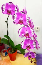 Načíst obrázek do prohlížeče Galerie, Phal. Victoria fuller beauty {9618}
