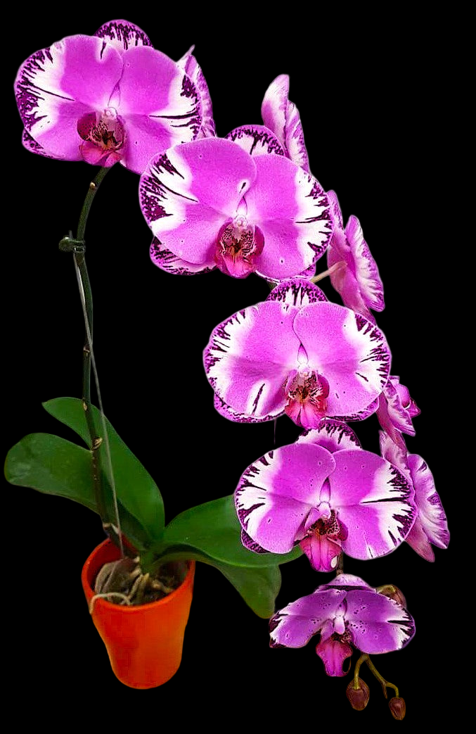 Phal. Victoria fuller beauty {9618}