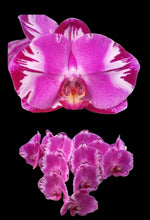 Načíst obrázek do prohlížeče Galerie, Phal. Victoria fuller beauty {9618}
