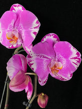 Lade das Bild in den Galerie-Viewer, Phalaenopsis Fontano Swarovski Nr. 9
