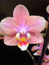 Lade das Bild in den Galerie-Viewer, Phalaenopsis mtf Odorion Parfüm {Süß duftend} Rabatt
