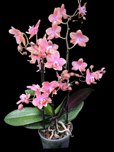 Lade das Bild in den Galerie-Viewer, Phalaenopsis mtf Odorion Parfüm {Süß duftend} Rabatt
