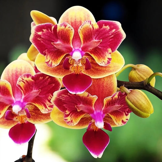 Phalaenopsis Sogo Yellowtris peloric {5061}