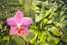 Lade das Bild in den Galerie-Viewer, Phal.giganateaxschilleriana voňavá
