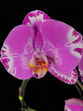 Lade das Bild in den Galerie-Viewer, Phalaenopsis Fontano Swarovski Nr. 9
