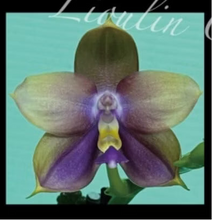 Načíst obrázek do prohlížeče Galerie, Phal. Lioulin Blue Jewel x Summer Pretty KM3632 Voňavá
