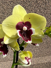Lade das Bild in den Galerie-Viewer, Phalaenopsis Limited G25
