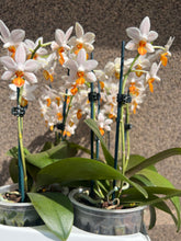 Lade das Bild in den Galerie-Viewer, Phalaenopsis Mini Mark 9 cm Topf

