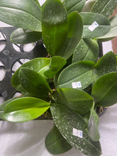Načíst obrázek do prohlížeče Galerie, Phalaenopsis Ark's Happy Magician '3674'
