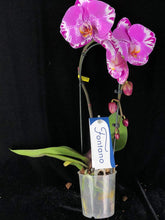 Lade das Bild in den Galerie-Viewer, Phalaenopsis Fontano Swarovski Nr. 9
