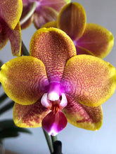 Načíst obrázek do prohlížeče Galerie, Phalaenopsis Sogo Lawrence voňavá

