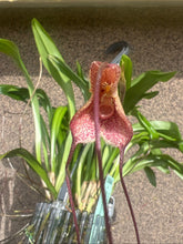 Lade das Bild in den Galerie-Viewer, Dracula Psittacina - Affenorchidee
