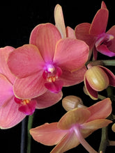Načíst obrázek do prohlížeče Galerie, Phalaenopsis Multifl. &#39;Paprika&#39; Exclusivo  {může lehounce vonět}
