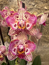 Lade das Bild in den Galerie-Viewer, Phal. Limited No 1638 mutace 2 eyes
