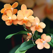 Načíst obrázek do prohlížeče Galerie, Vandaenopsis. Asconopsis Irene Dobkin
