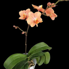 Načíst obrázek do prohlížeče Galerie, Vandaenopsis. Asconopsis Irene Dobkin
