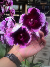 Načíst obrázek do prohlížeče Galerie, Phal. Magic Purple = Dtps Fuller&#39;s (Phal Ever Spring King × OX Black) {5892}
