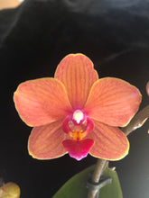 Načíst obrázek do prohlížeče Galerie, Phalaenopsis Multifl. &#39;Paprika&#39; Exclusivo  {může lehounce vonět}
