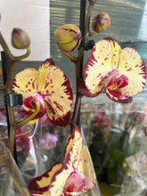 Lade das Bild in den Galerie-Viewer, Phalaenopsis crown  velký květy
