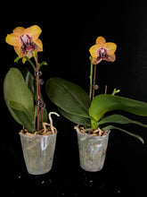 Načíst obrázek do prohlížeče Galerie, Phal. Zheng Min Smaragdine
