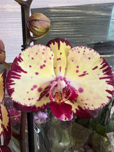 Lade das Bild in den Galerie-Viewer, Phalaenopsis crown  velký květy

