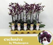 Načíst obrázek do prohlížeče Galerie, Phalaenopsis Black Widow / KAODA TWINKLE CHOCOLATE DROPS
