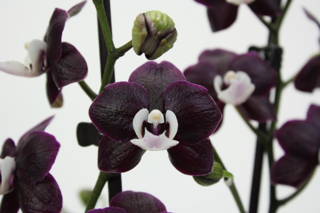 Phalaenopsis Black Widow / KAODA TWINKLE CHOCOLATE DROPS