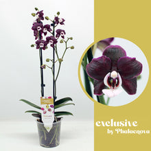 Načíst obrázek do prohlížeče Galerie, Phalaenopsis Black Widow / KAODA TWINKLE CHOCOLATE DROPS
