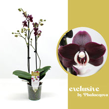 Lade das Bild in den Galerie-Viewer, Phalaenopsis Black Widow / KAODA TWINKLE SCHOKOLADENTROPFEN
