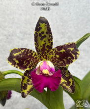 Načíst obrázek do prohlížeče Galerie, Cattleya . Green Emerald Voňvá velky kvety 10 cm
